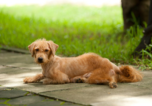 Underweight dog that needs to gain weight