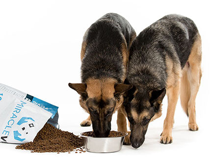 5 Benefits of Elevated Food Bowls for Dogs: Myths or Facts?