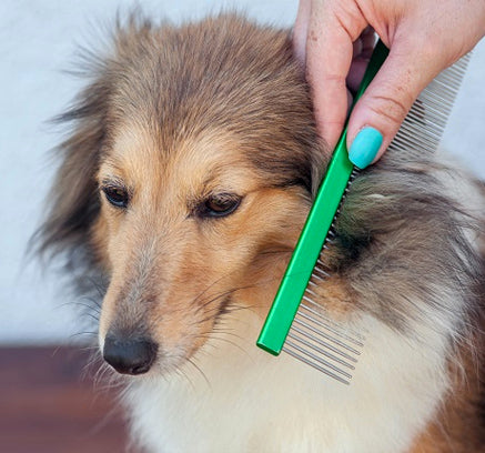 The Easiest Ways To Remove Dog Hair From Your Clothes Quick - My