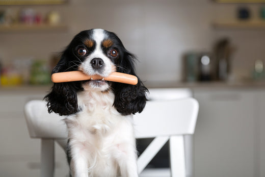 Dog with a sausage in its mouth
