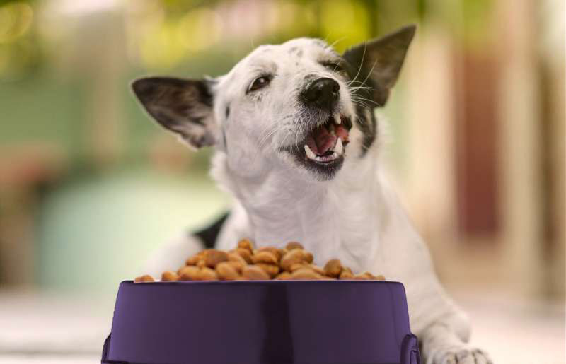 High Calorie Dog food