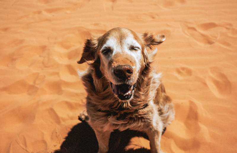 High Calorie dog chew treats