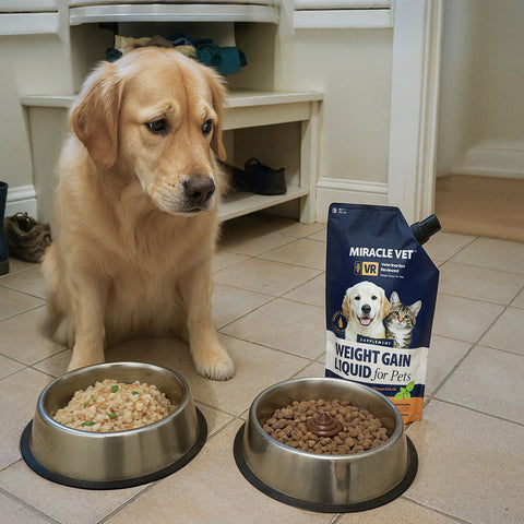 Healthy Weight Gain for Dogs: Supplements vs. Homemade Food