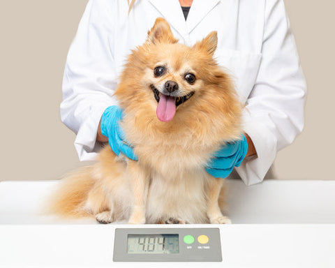 Happy dog sitting on a scale