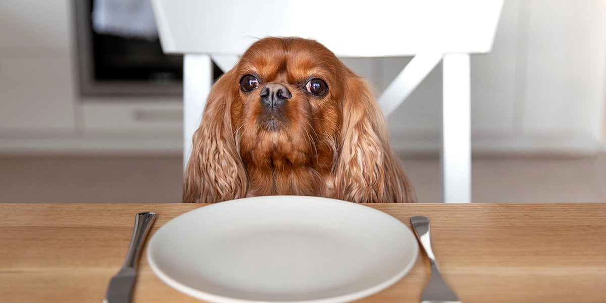What is the Best Dog Food for Sensitive Stomachs?
