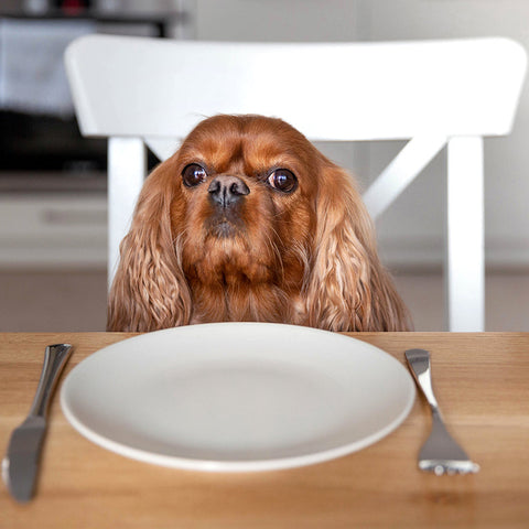What is the Best Dog Food for Sensitive Stomachs?