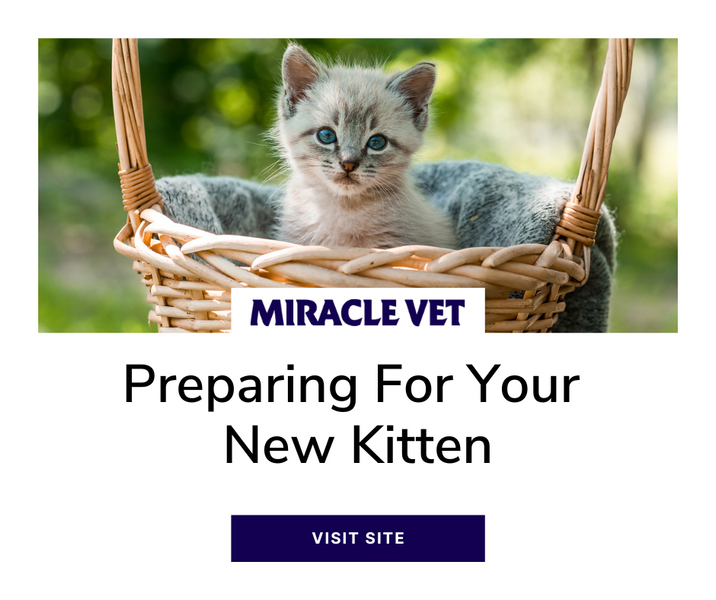 What to do when you bring best sale a new kitten home