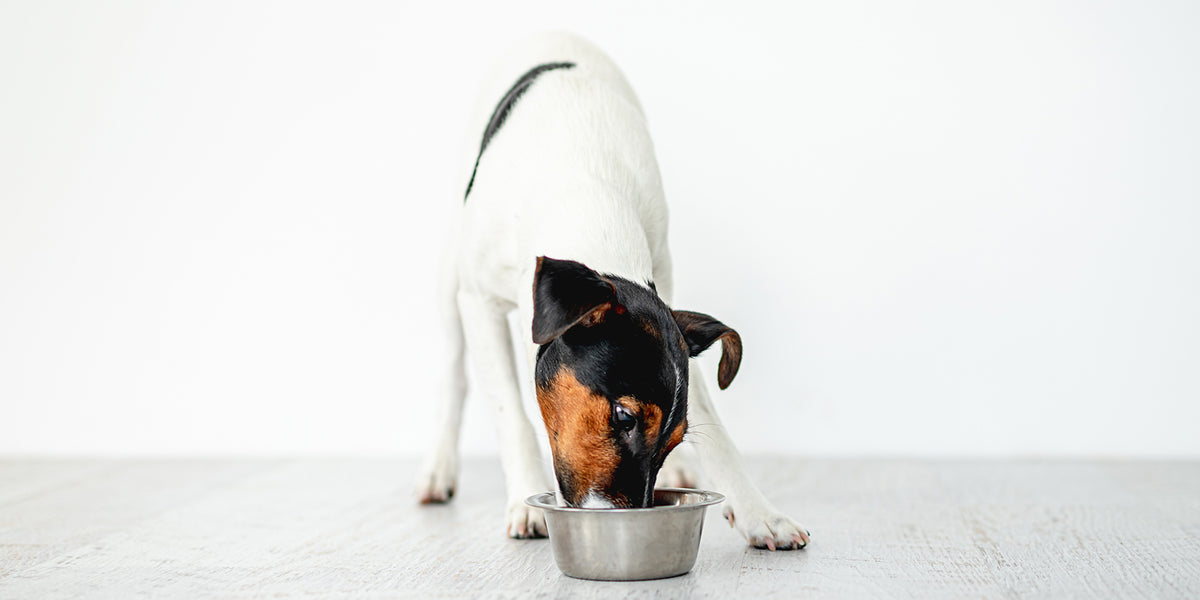 Dog ate outlet rice