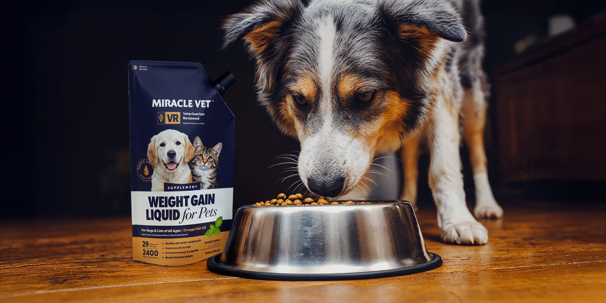 underweight dog eating Miracle Vet high-calorie nutritional gel