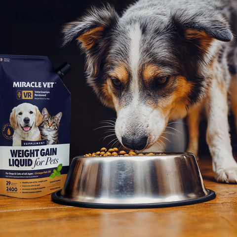 underweight dog eating Miracle Vet high-calorie nutritional gel