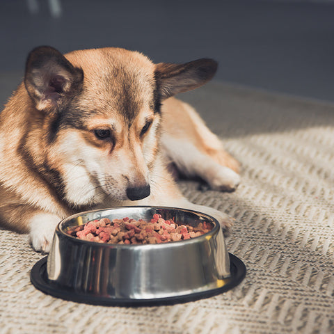 Dog not eating dog food