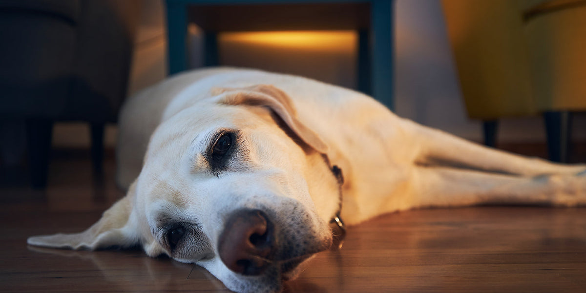 Taking Care Of My Older Dog