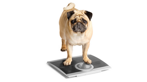 Overweight dog standing on a scale