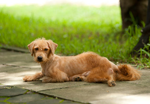 Underweight dog that needs to gain weight