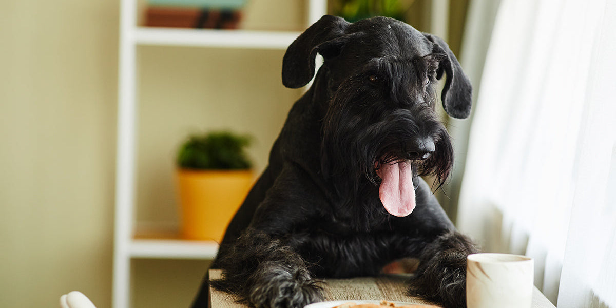 What foods can dogs eat