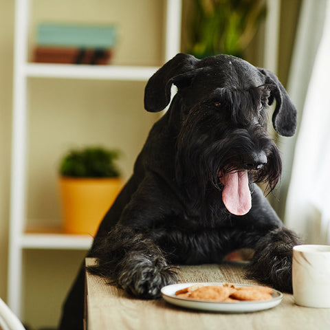 What foods can dogs eat