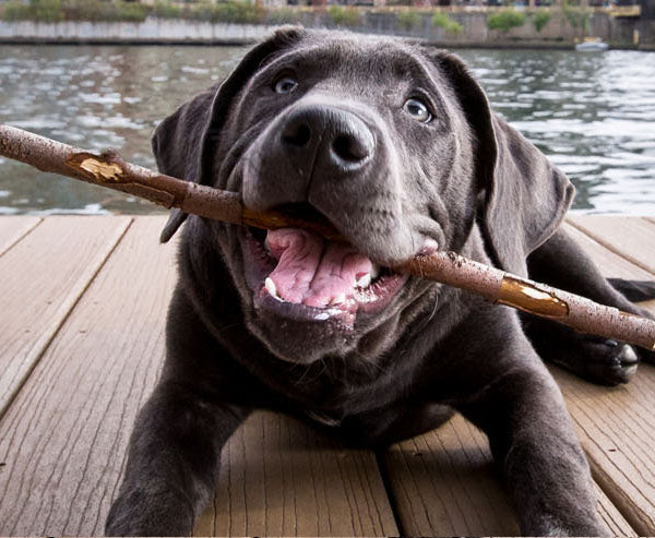 Megaesophagus in Dogs