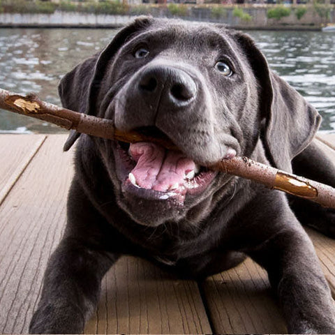 Megaesophagus in Dogs