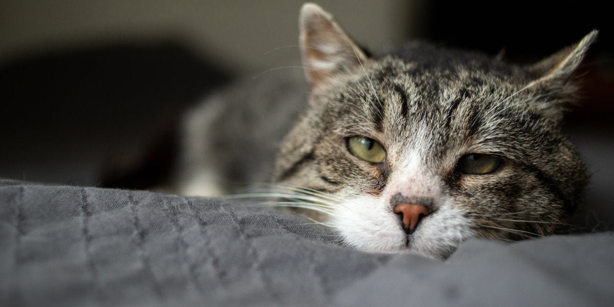 Sick cat with kidney disease