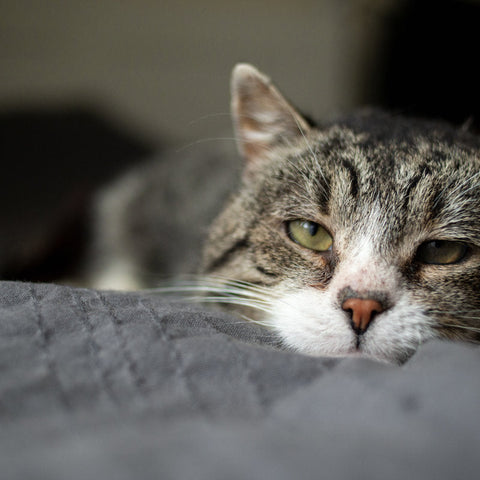 Sick cat with kidney disease