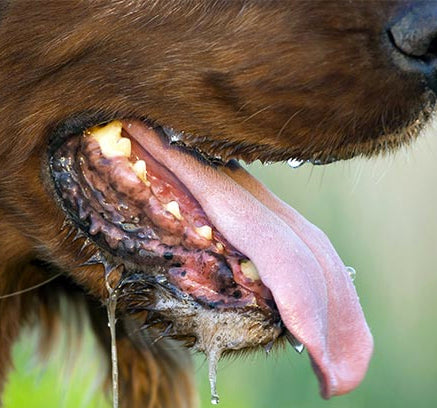 Does Your Dog Have Bad Breath? Try These 5 Breath-Friendly Tips