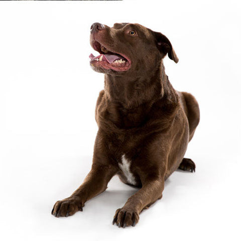 Dog Digestion Remedies