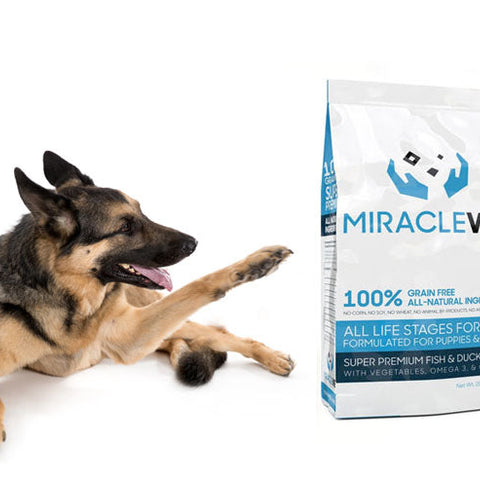 Are Grains Bad For Your Dog? Grain Free Dog Food Benefits