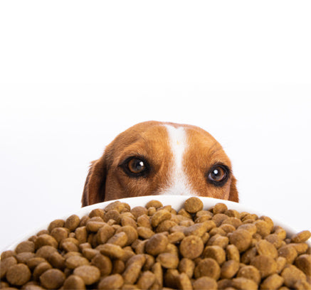 How To Tell If You Are Really Buying a Healthy, Natural Dog Food