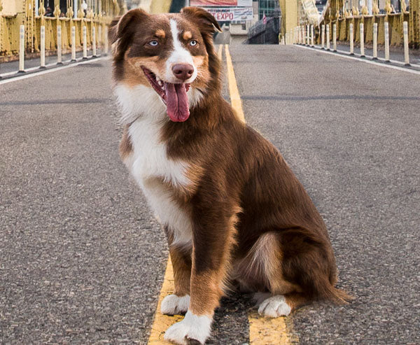 Correcting Bad Dog Behavior