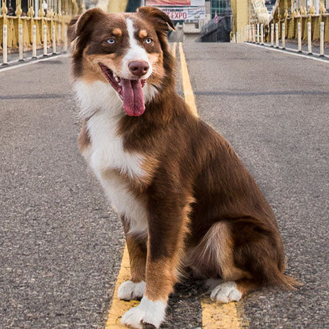 Correcting Bad Dog Behavior