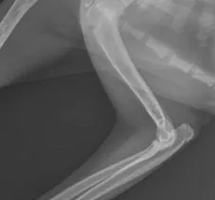 Dog Joint Vitamins: The 5 Most Important Vitamins For Your Dog’s Joint Health