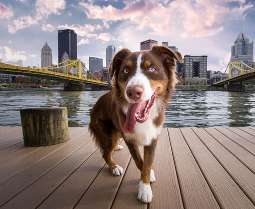 Happy dog standing on a pier