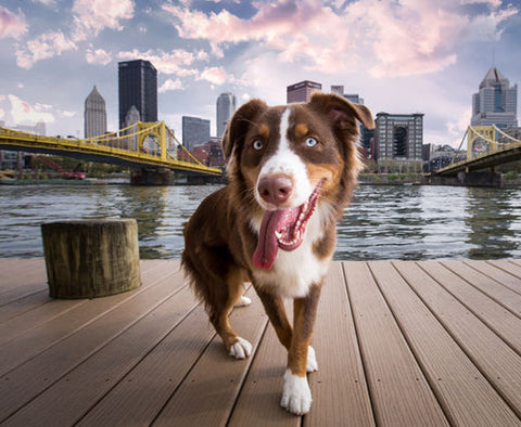Happy dog standing on a pier