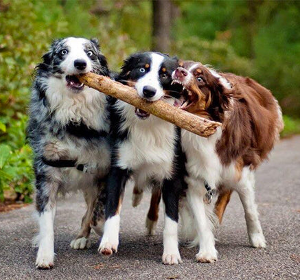 How to Keep Your Dog Pain-Free: Anti-Inflammatory Diet Tips for Dogs