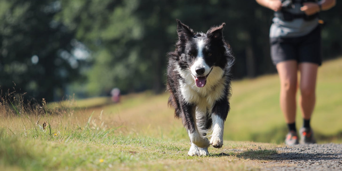 Best Underweight Dog Exercises for Healthy Weight Gain and Muscles