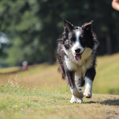 Best Underweight Dog Exercises for Healthy Weight Gain and Muscles