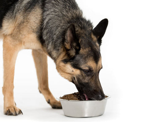 Dog eating dry food from a bowl