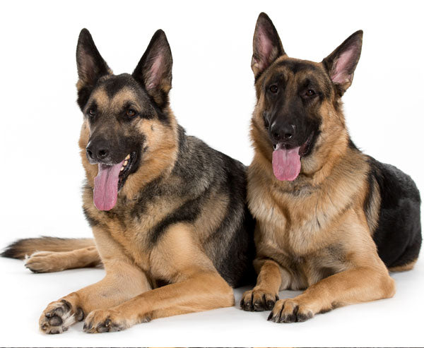 7 Home Remedies For Dog Skin Allergies Itching