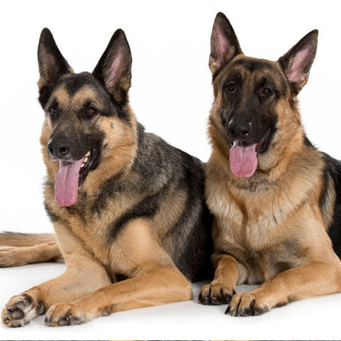 7 Home Remedies For Dog Skin Allergies Itching