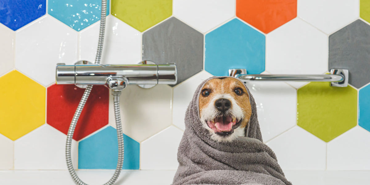 Dog in bath towel