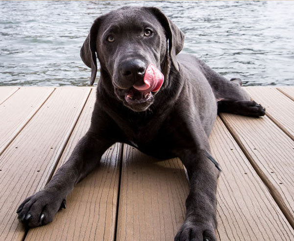 How To Keep Your Dog Healthy and Happy Daily