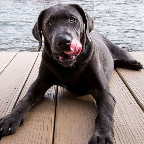 How To Keep Your Dog Healthy and Happy Daily