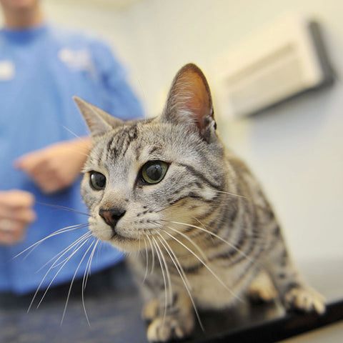 hyperthyroidism in cats