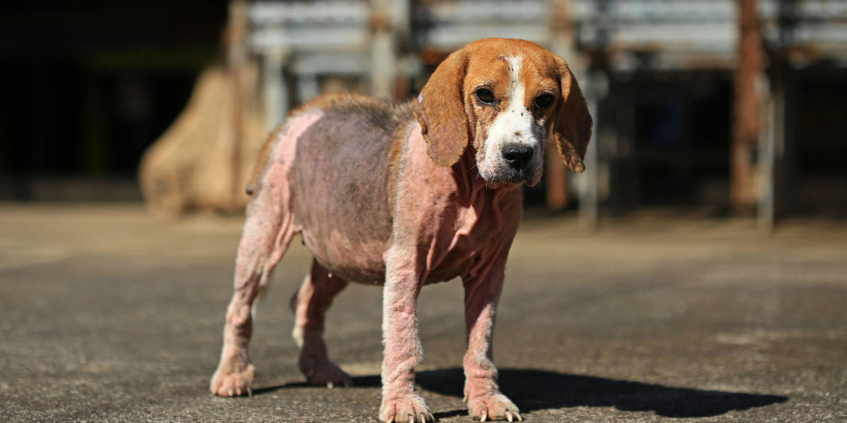 Dog with mange