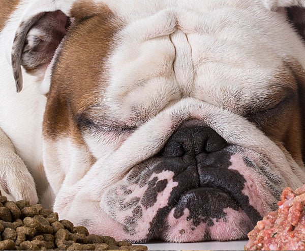 Meat, Whey, Soy, Pea? Here’s The Truth On The Best Dog Protein