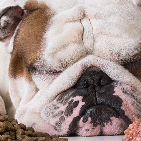 Meat, Whey, Soy, Pea? Here’s The Truth On The Best Dog Protein