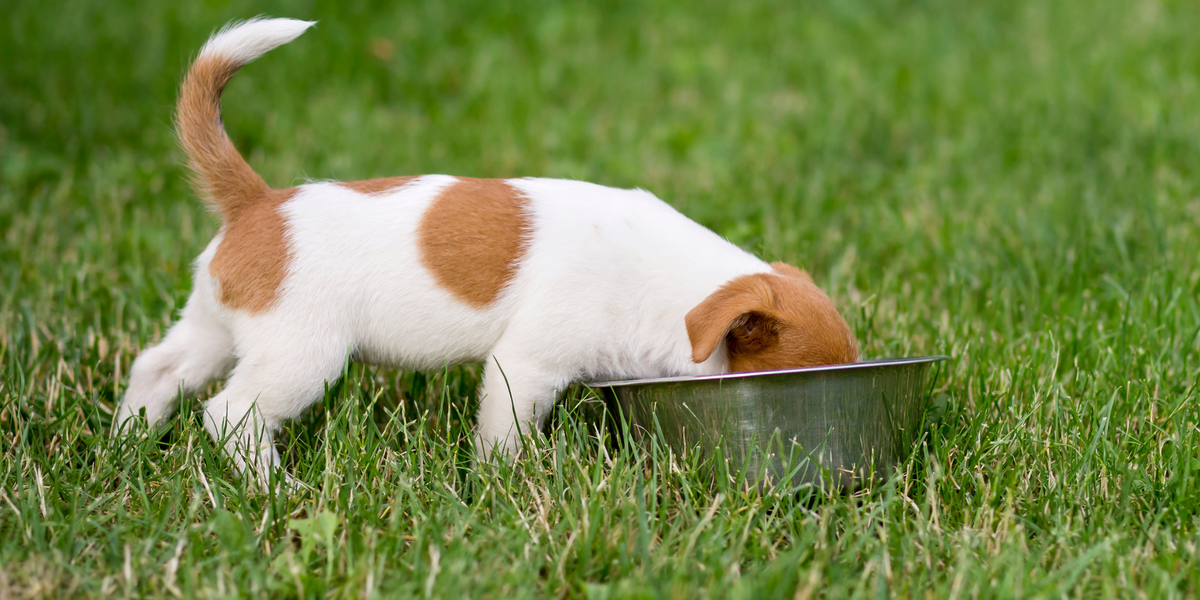 How to Win Over Your Fussy Dog and Encourage Healthy Eating