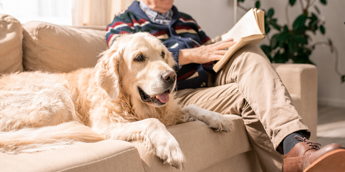 tips to support your old dog