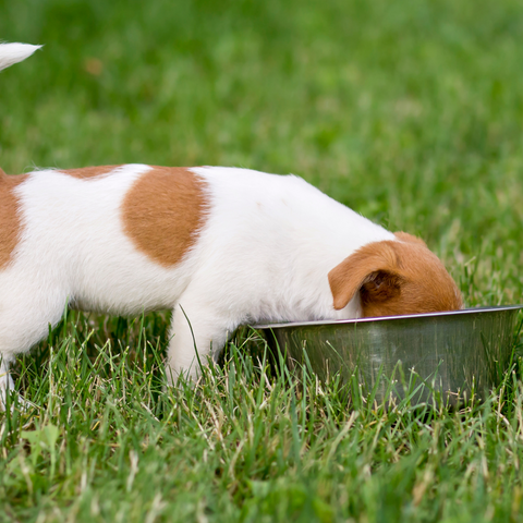get your fussy dog to eat