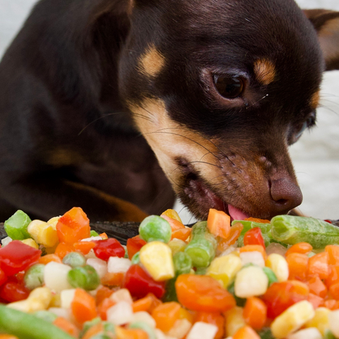 can dogs eat carbohydrates